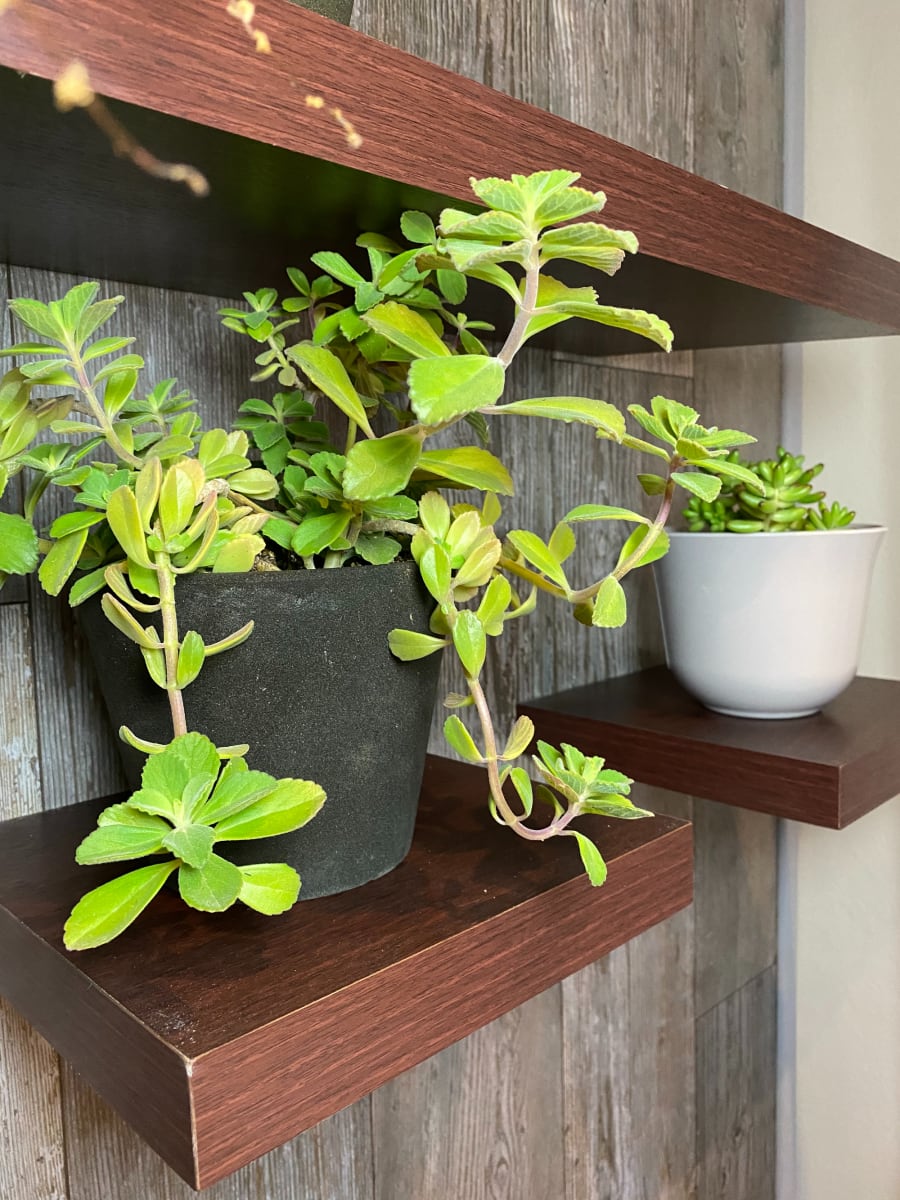 Set De 4 Maceteros Arena 2 Alto Grafito 20x20x18cm 1 Mediano Negro 15x15x13cm1  Suculenta Naranja 16x15x5cm1