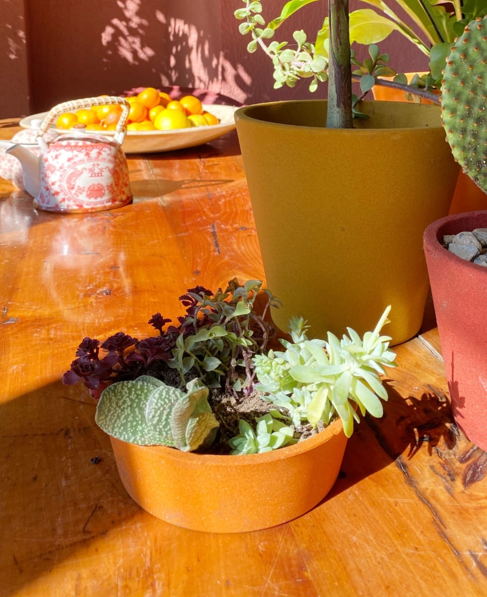 Set De 5 Maceteros Arena 2 Alto Mostaza 20x20x18cm 2 Mediano Rojo 15x15x13cm 1 Suculenta Naranja 16x15x5cm7