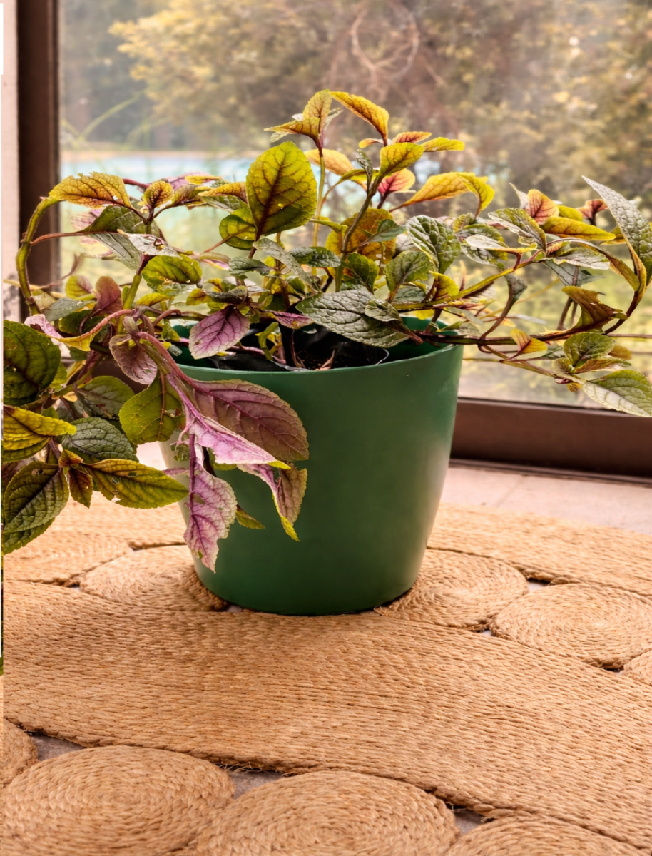 Macetero Bio Bamboo Actual Musgo 24x24x18 cm7