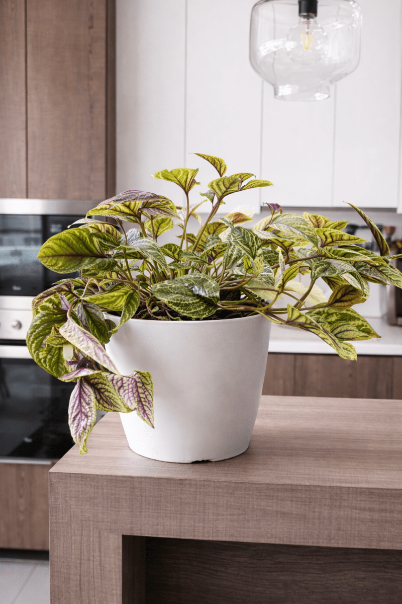 Macetero Bio Bamboo Actual Blanca 24x24x18 cm7