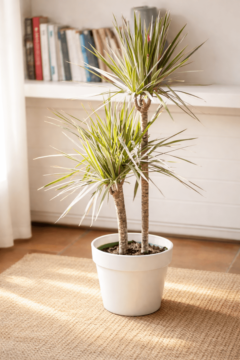 Macetero Biodegradable Bamboo Clasica Blanca5