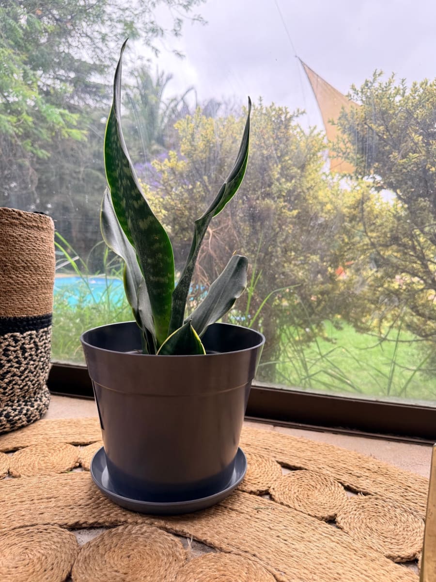 Set de Macetero con Plato Clásico Gris 25x25x17 cm8