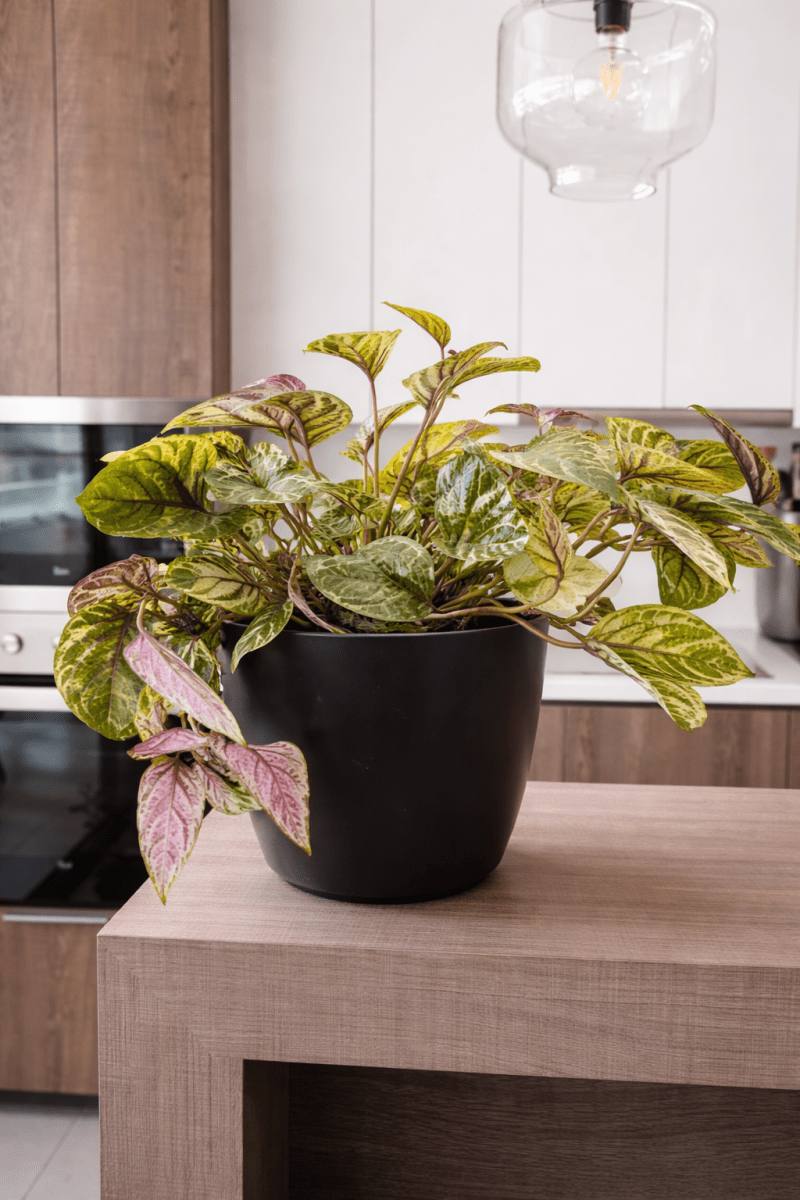 Set de Macetero con Plato Actual Negro 24x24x18 cm5