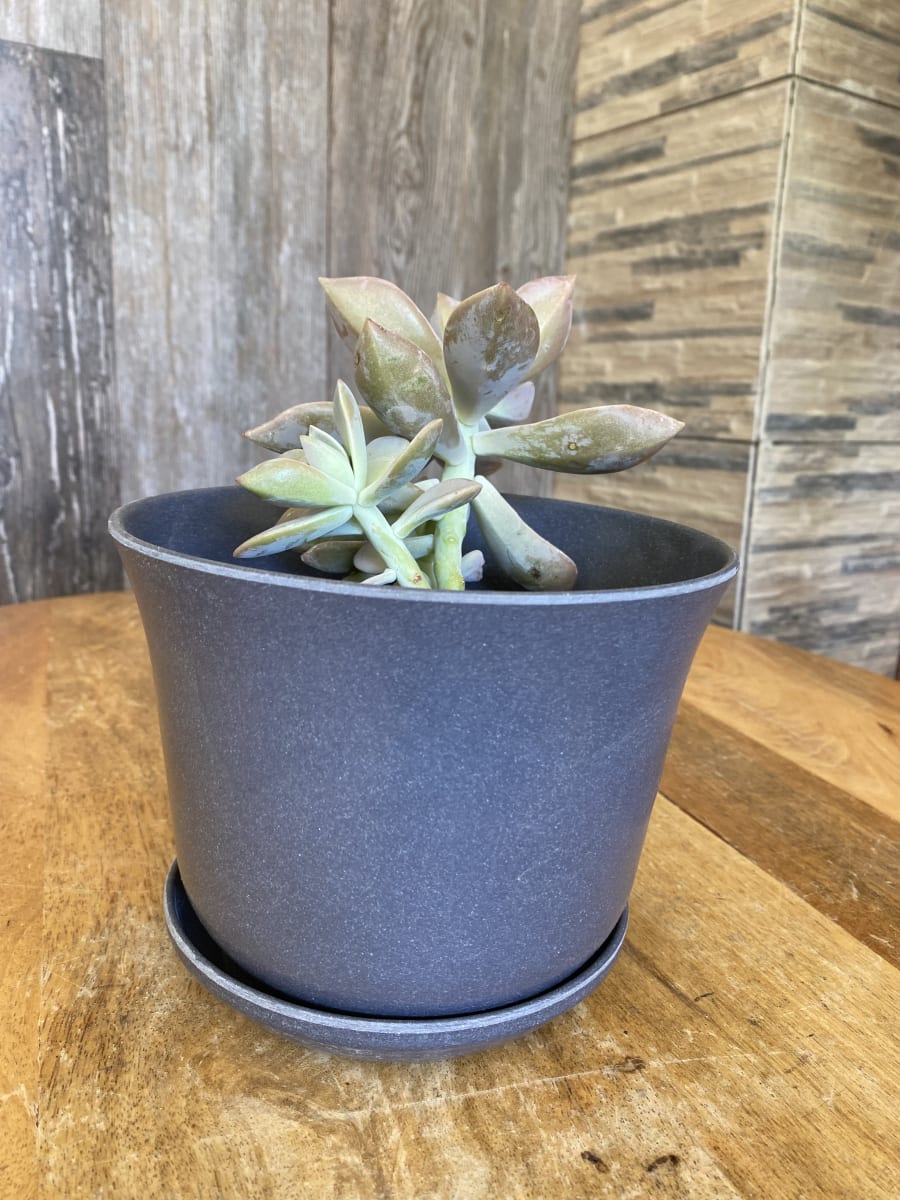 Set 2 Maceteros y platos Bio bamboo Curvo gris 16,5x16,5x13cm4