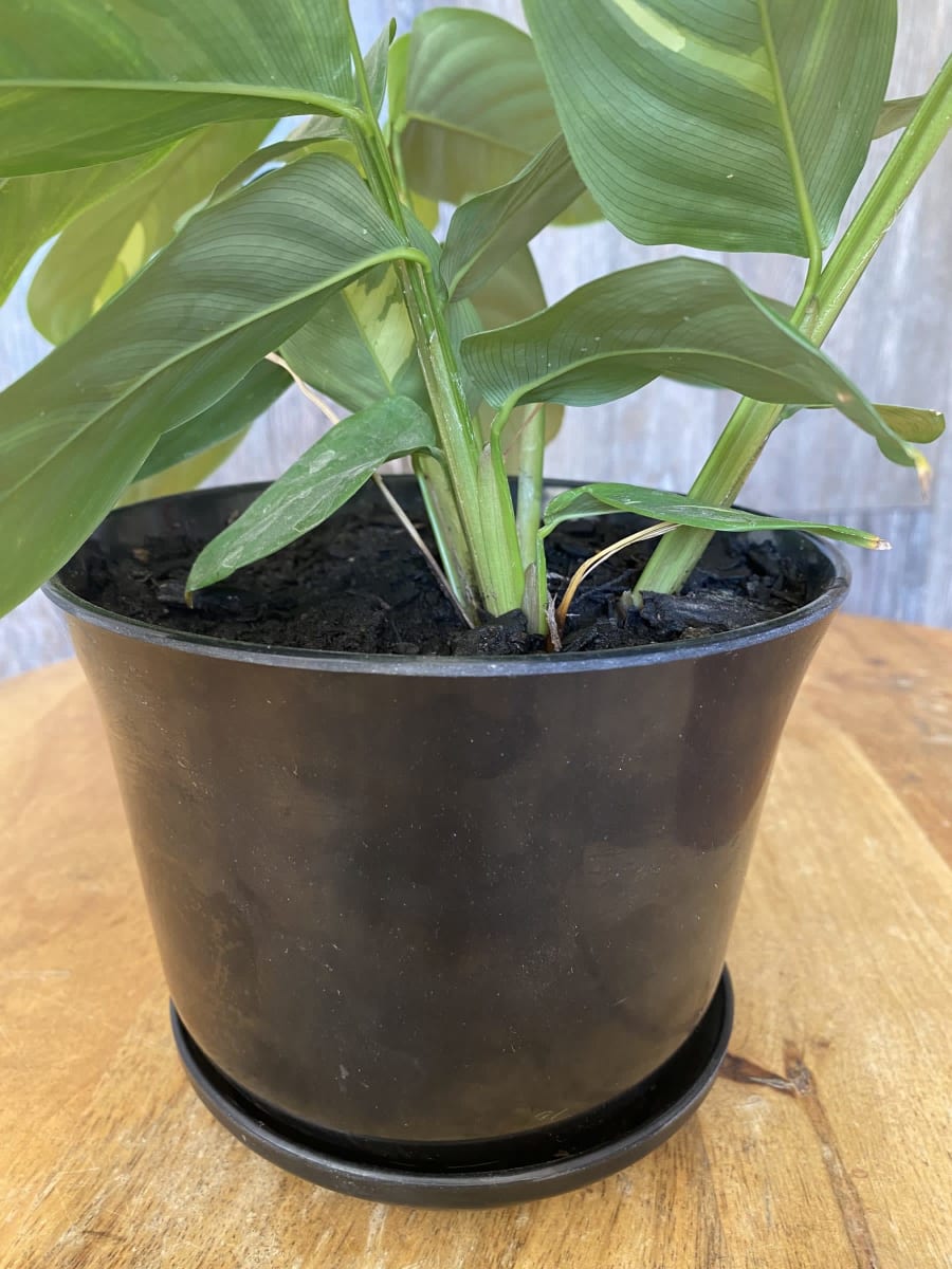 Set 2 Maceteros y platos Bio bamboo Curvo negro 16,5x16,5x13 cm2