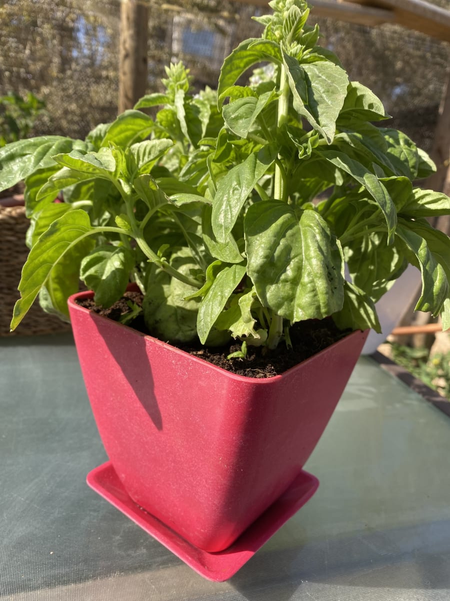 Set 2 Maceteros y platos bio bamboo cuadrado coral 13,3x13,3x12,4 cm5