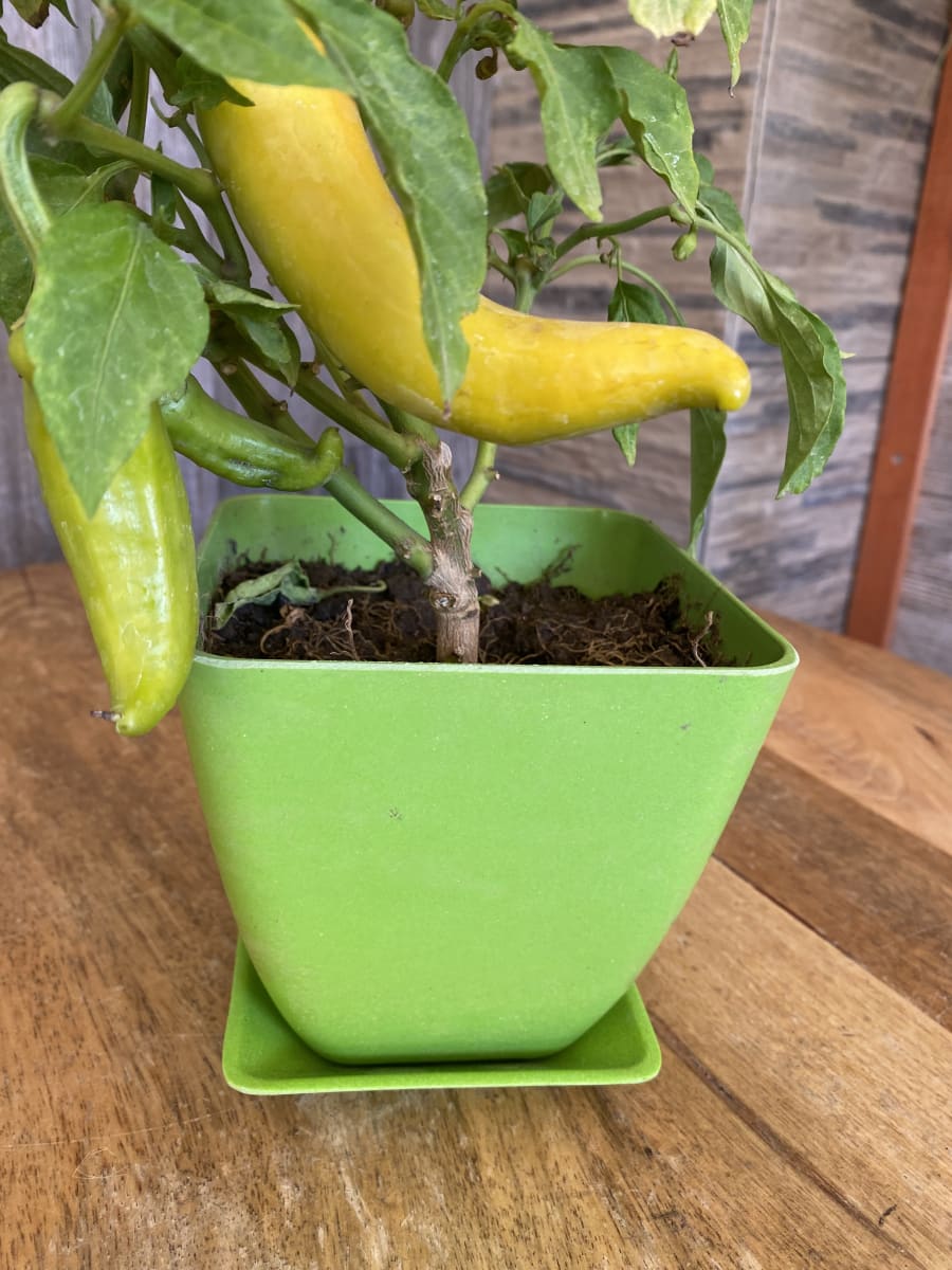 Set 2 Maceteros y platos bio bamboo cuadrado verde 13,3x13,3x12,4 cm2
