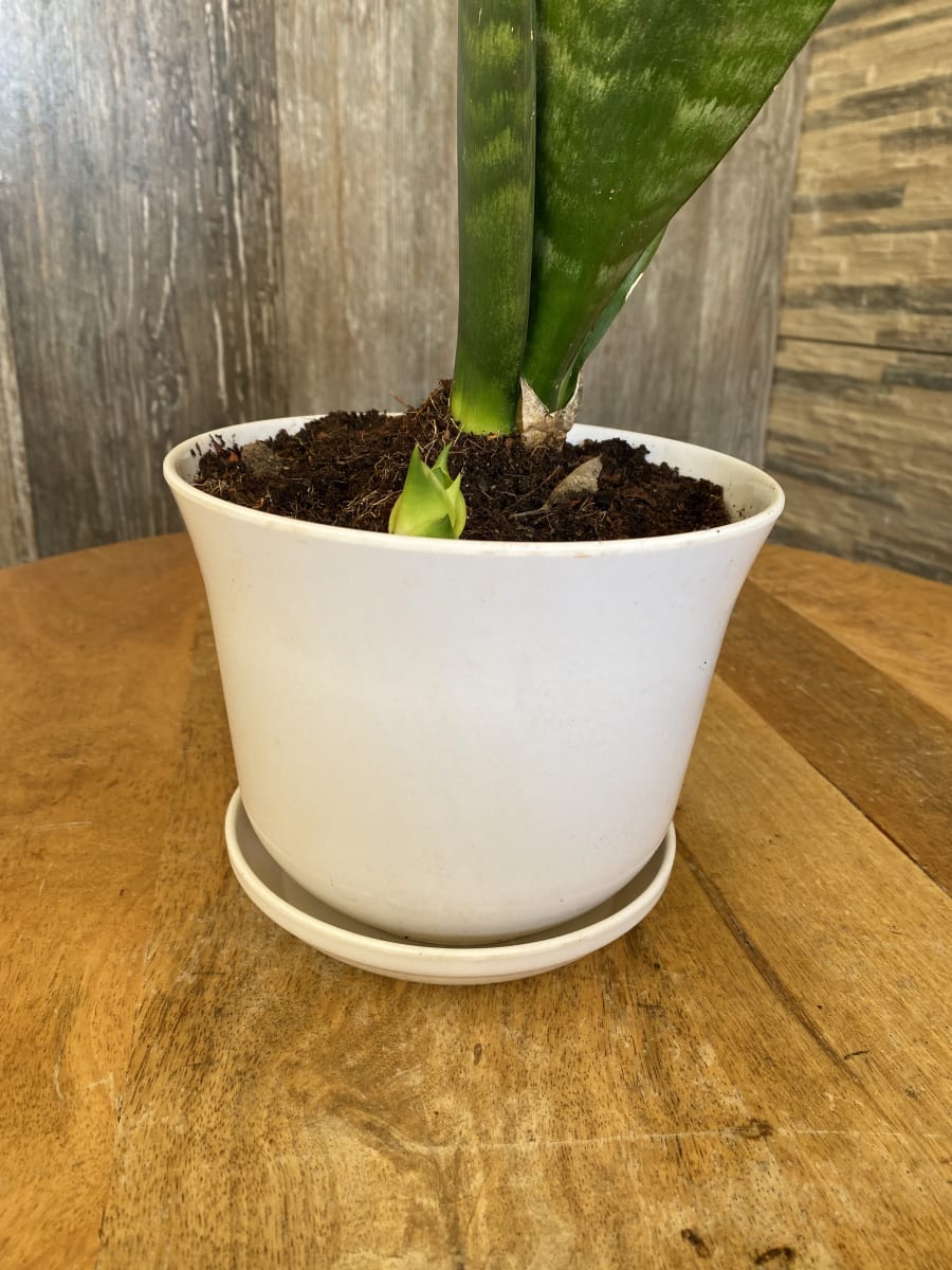 Set 4 Maceteros y platos bio bamboo Curvo blanco 16,5x16,5x13 cm 16,5x16,5x13 cm1