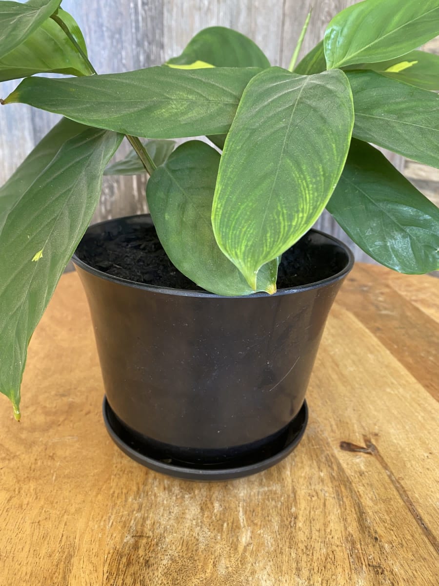 Set 4 Maceteros y platos bio bamboo Curvo negro 16,5x16,5x13 cm 16,5x16,5x13 cm4