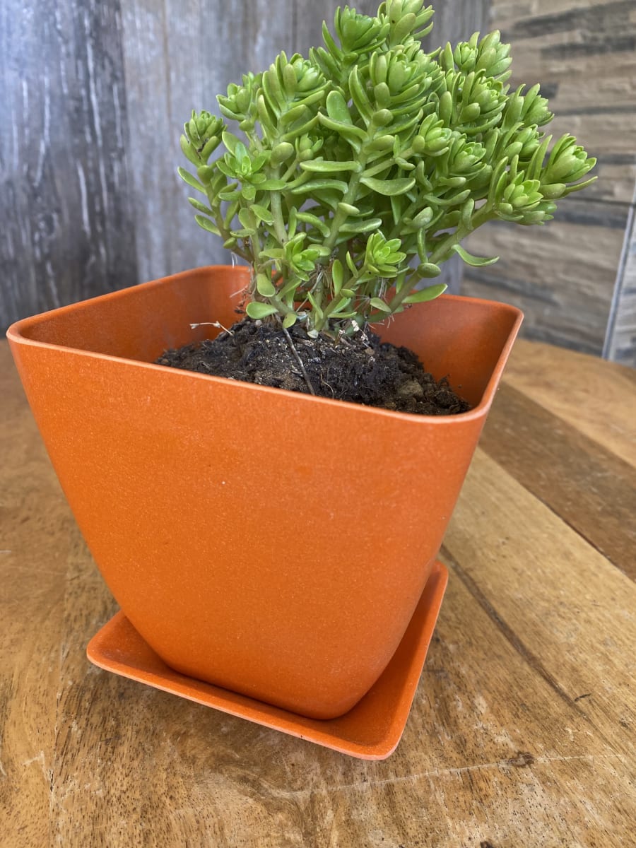 Set 4 Maceteros y platos bio bamboo cuadrado naranjo 13,3x13,3x12,4 cm3