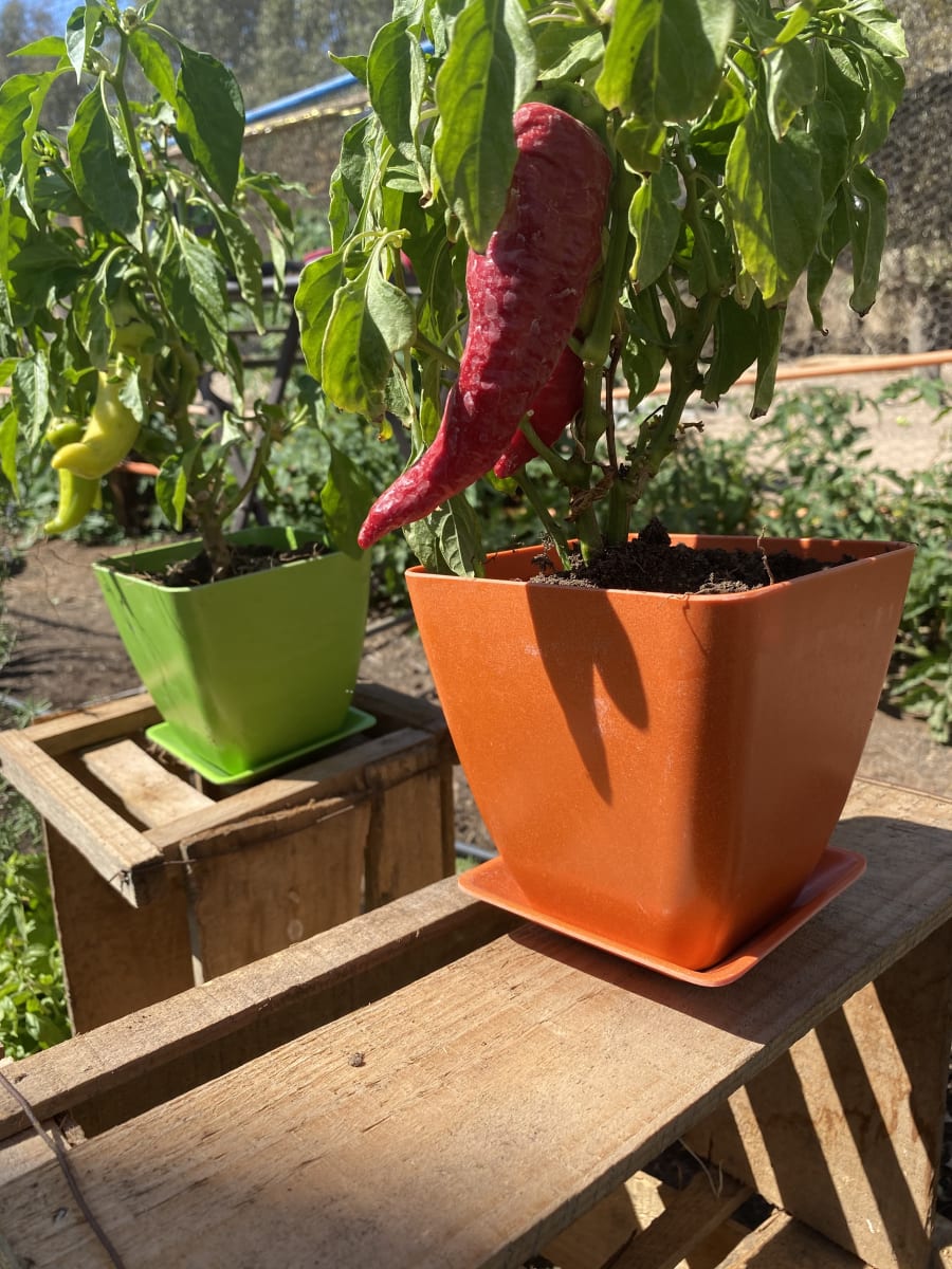 Set 4 Maceteros y platos bio bamboo cuadrado naranjo 13,3x13,3x12,4 cm9