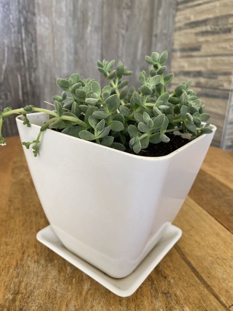 Set Macetero y plato bio bamboo cuadrado blanco 13,3x13,3x12,4 cm7