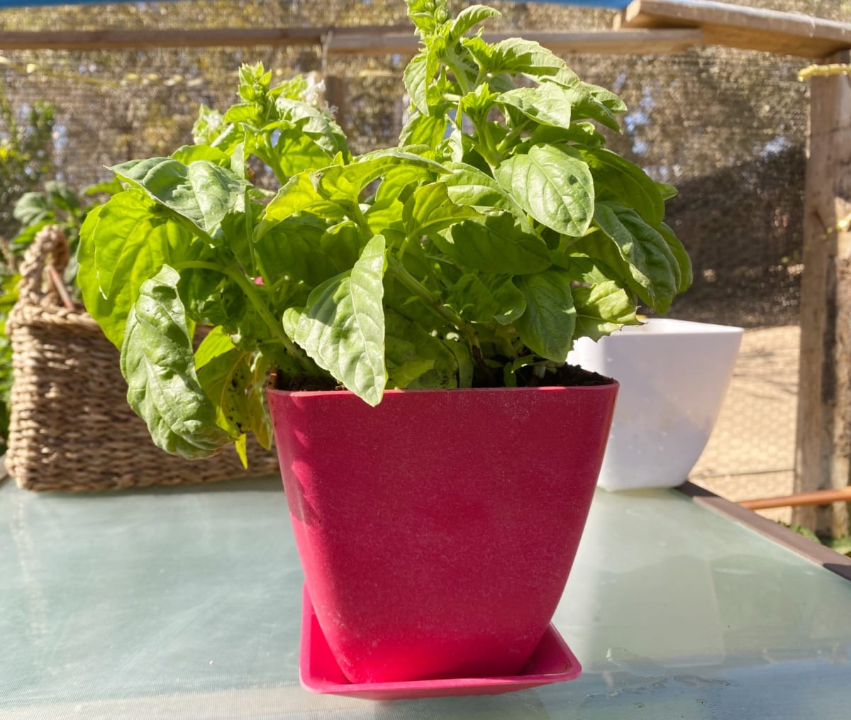 Set Macetero y plato bio bamboo cuadrado coral 13,3x13,3x12,4 cm1