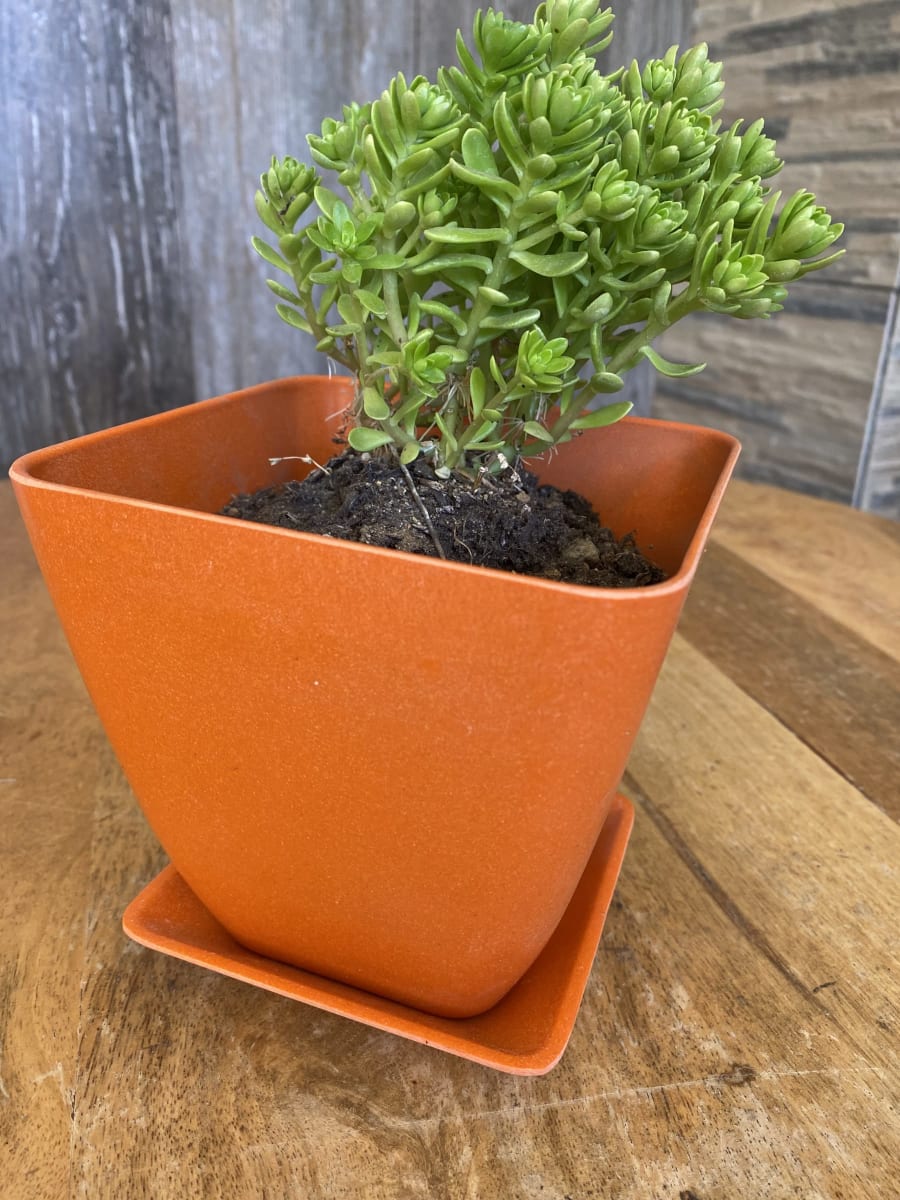 Set 4 Macetero y plato Bio bambú cuadrado 2 coral 2 naranjo 13,3x13,3x12,4 cm9