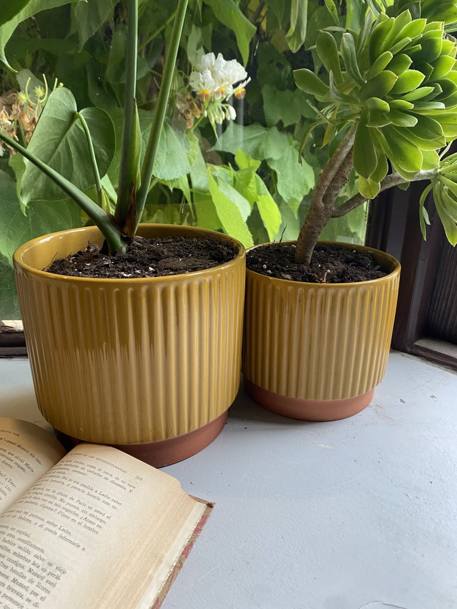 Set 2 Maceteros Enlozados Mostaza 17x15 y 20x185