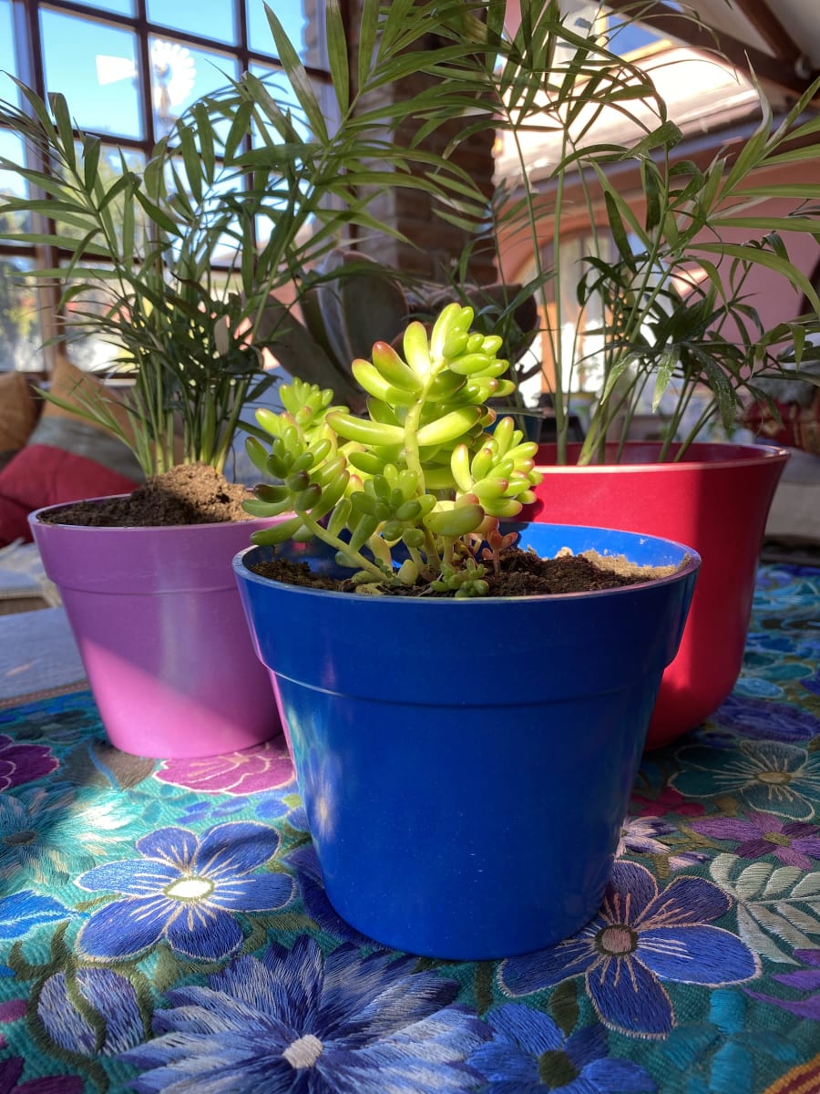 Set 8 Maceteros Bios Redondos 4 Azul, 4 Morados 13,7x13,7x10 cm2