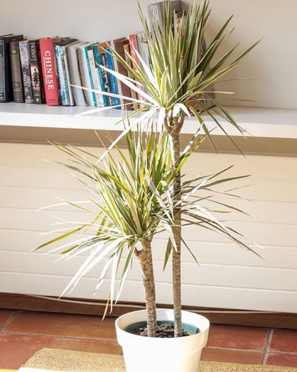 Set 4 Maceteros Bios Clásico 2 Blanco 2 Terracota 25x25x17 cm2