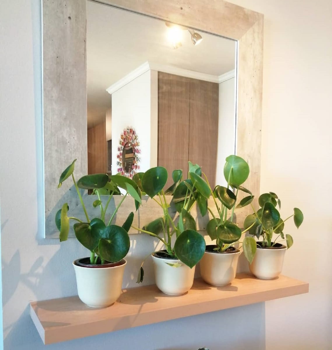 Set 6 Macetero Bios Curvo 6 Blancos 16,5x16,5x13 cm2