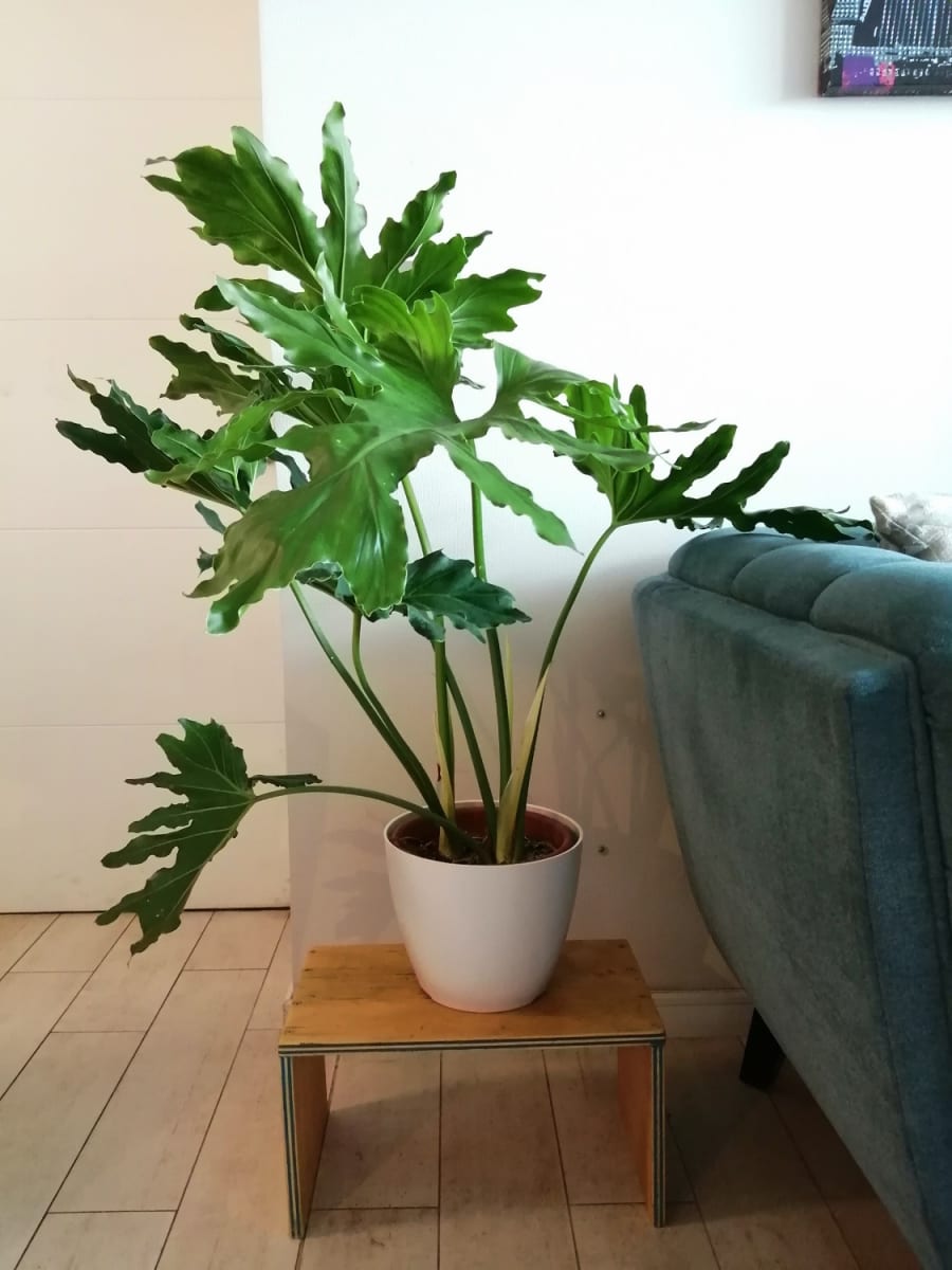 Set 4 Maceteros Bios Actual 2 Gris, 2 Blanco 24x24x18 cm2