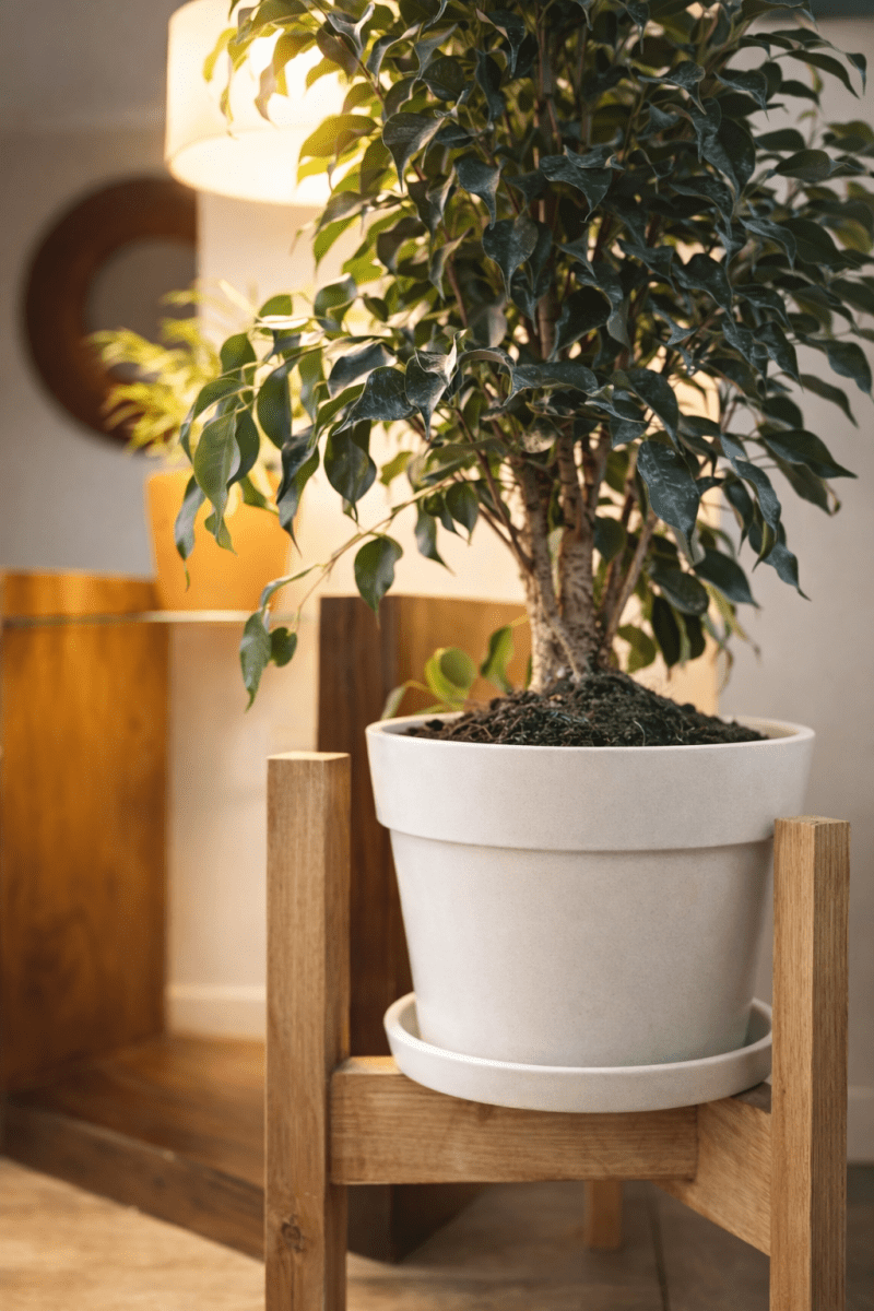 Set de Macetero con Plato Clásico Blanco 25x25x17 cm6