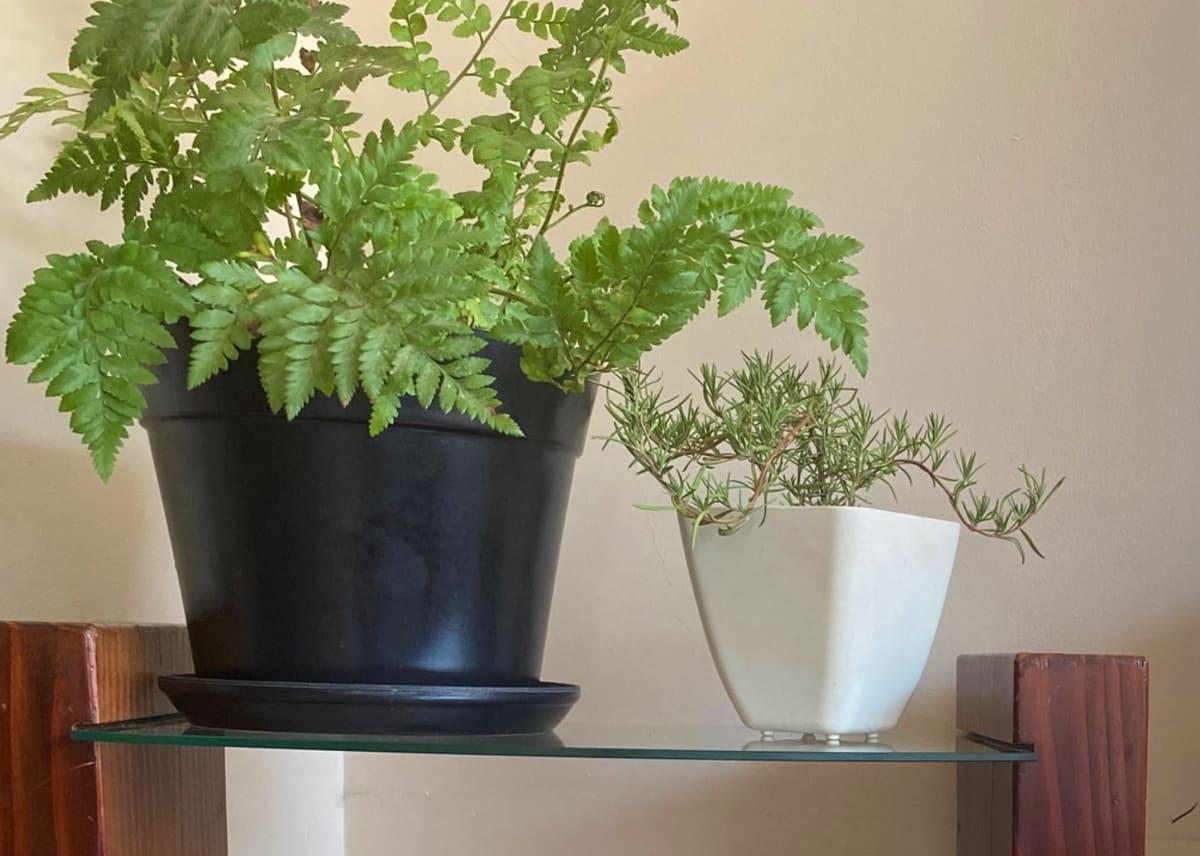 Set 4 Maceteros Biodegradables Clásico 2 blanco 2 negro5