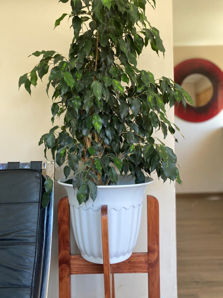 Macetero Bio Bamboo Olimpo Blanco 34x34x26 cm2