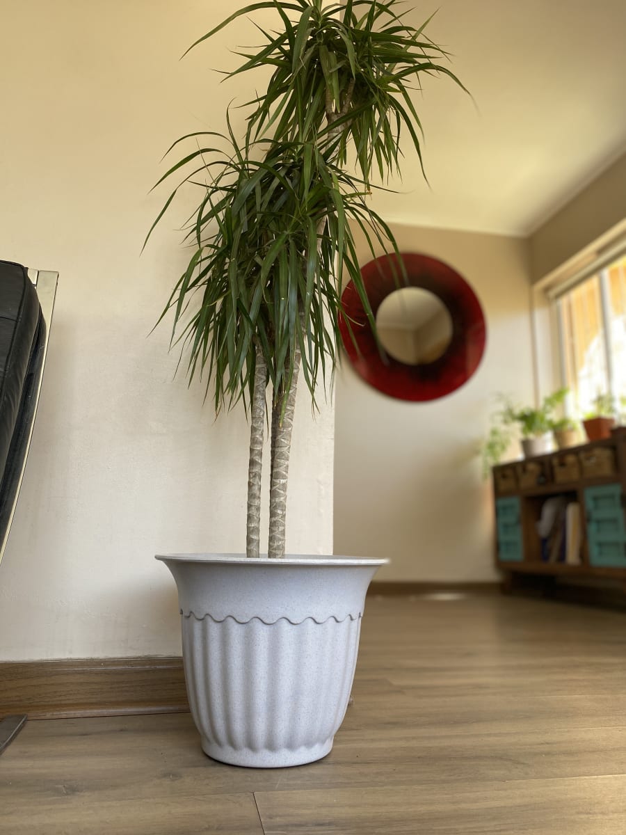 Macetero Bio Bamboo Olimpo Gris 34x34x26 cm2