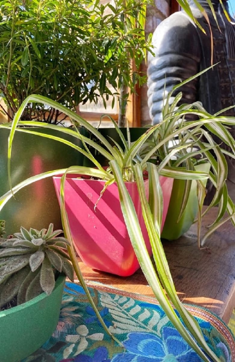 Set 7 Maceteros Bios Cuadrado 2 Coral, 2 Amarillos, 3 Verde 13,3x13,3x12,4 cm5