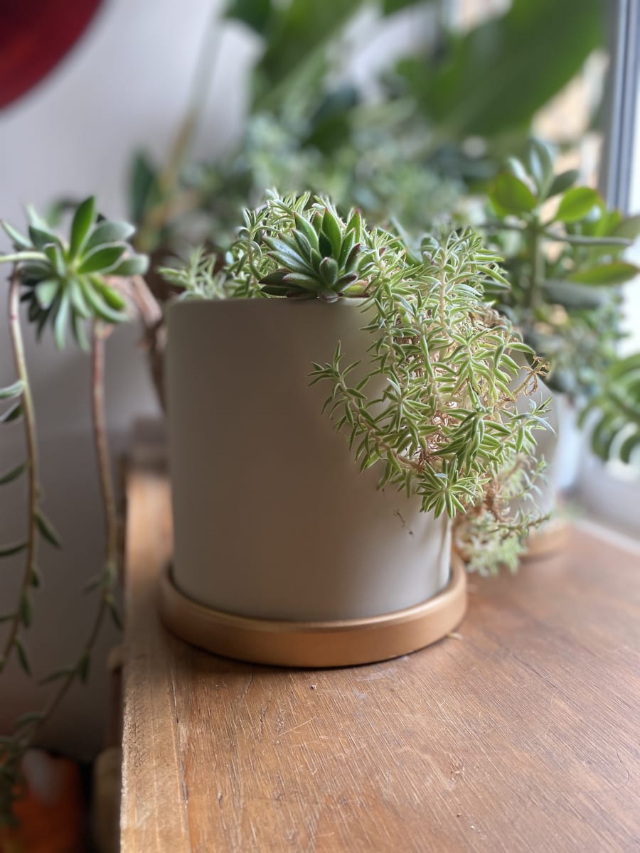 Maceteros Cilindro Con Plato Dorado Crema M3