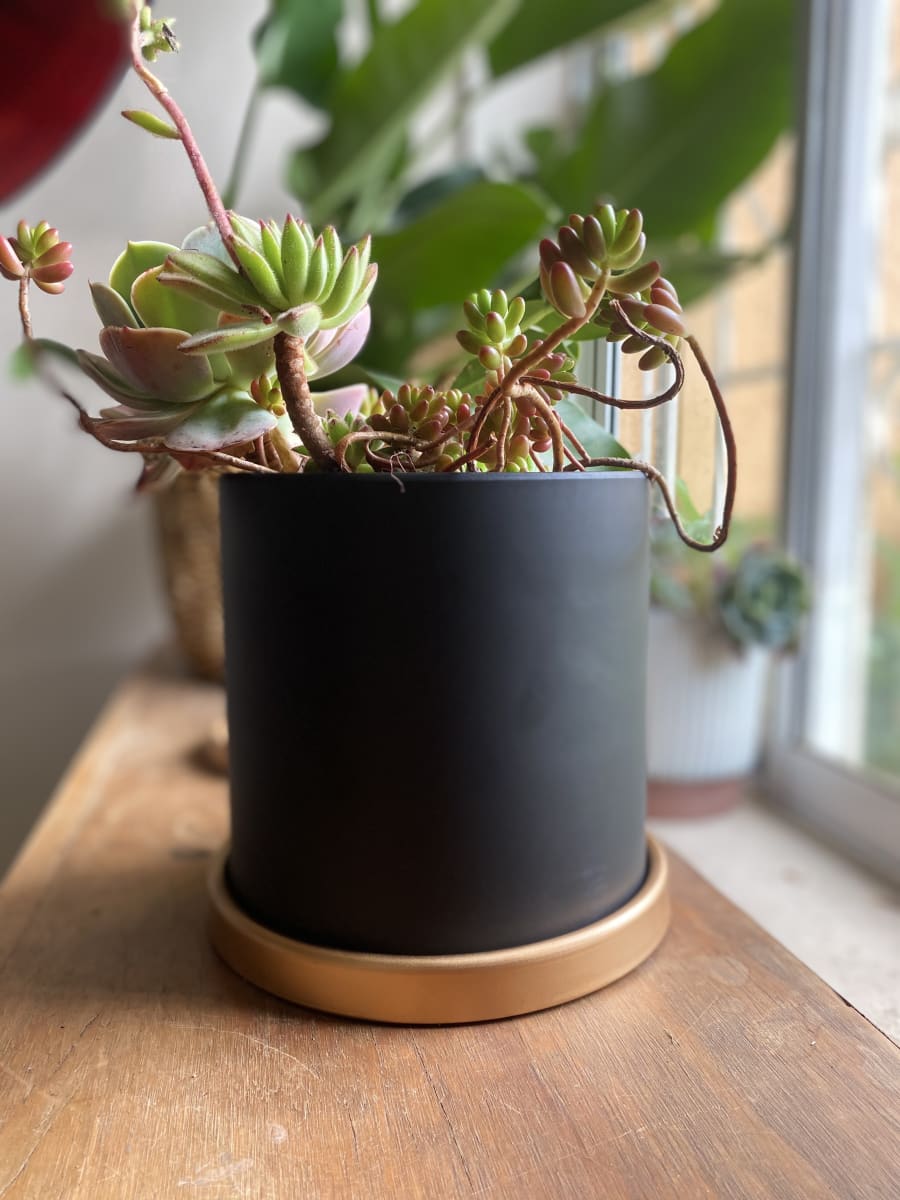 Maceteros Cilindro Con Plato Dorado Grafito L3