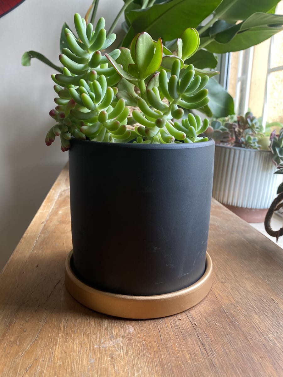 Maceteros Cilindro Con Plato Dorado Grafito S3