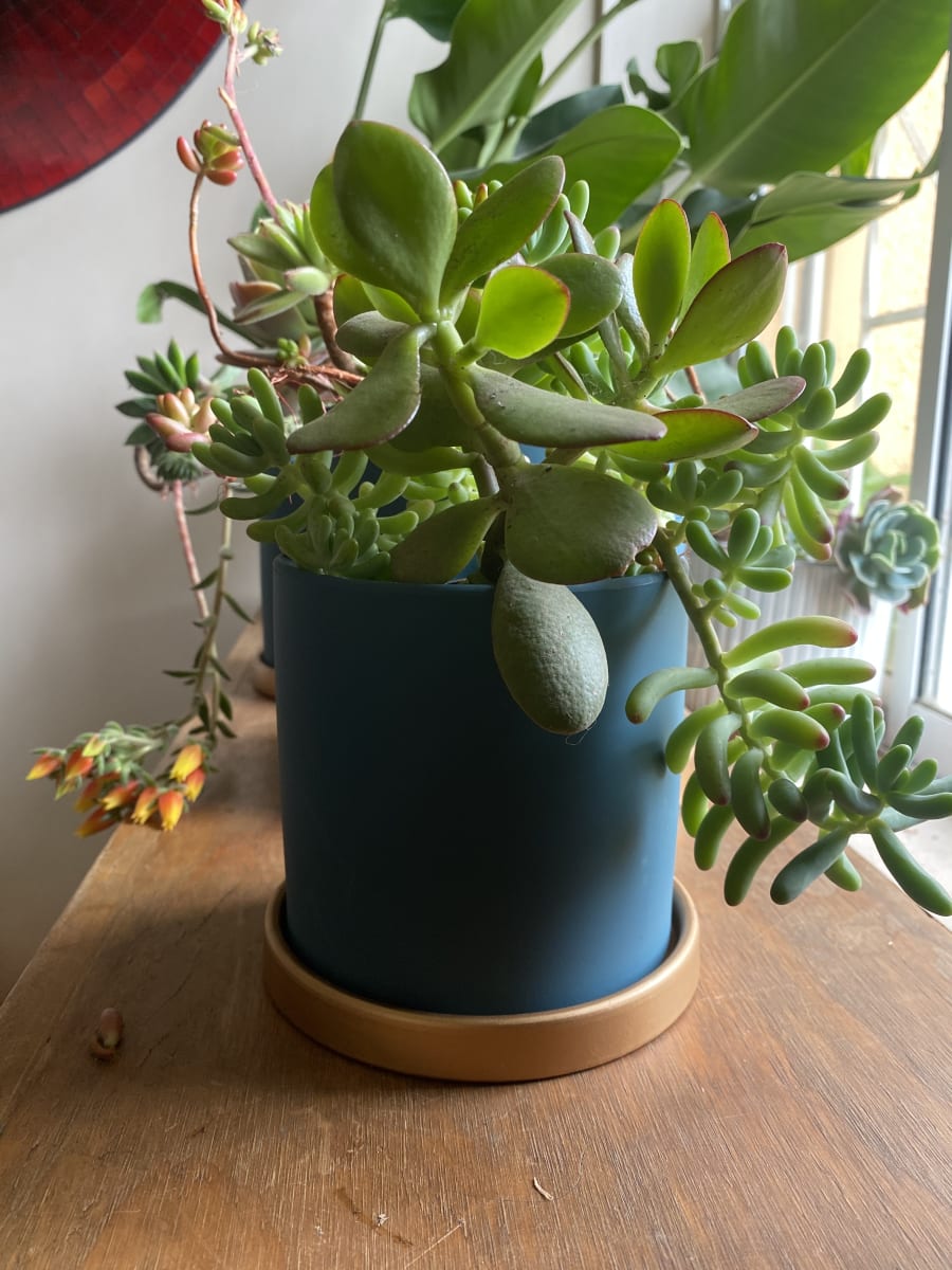 Maceteros Cilindro Con Plato Dorado Verde S3