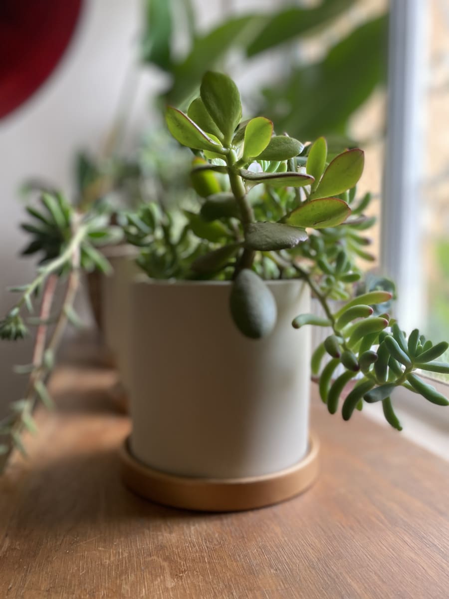 Maceteros Cilindro Con Plato Dorado Crema S6