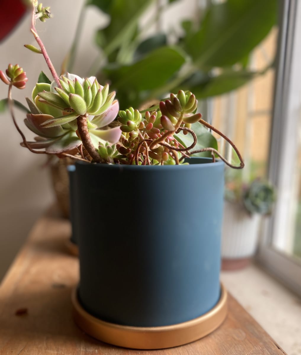 Maceteros Cilindro Con Plato Dorado Verde L5