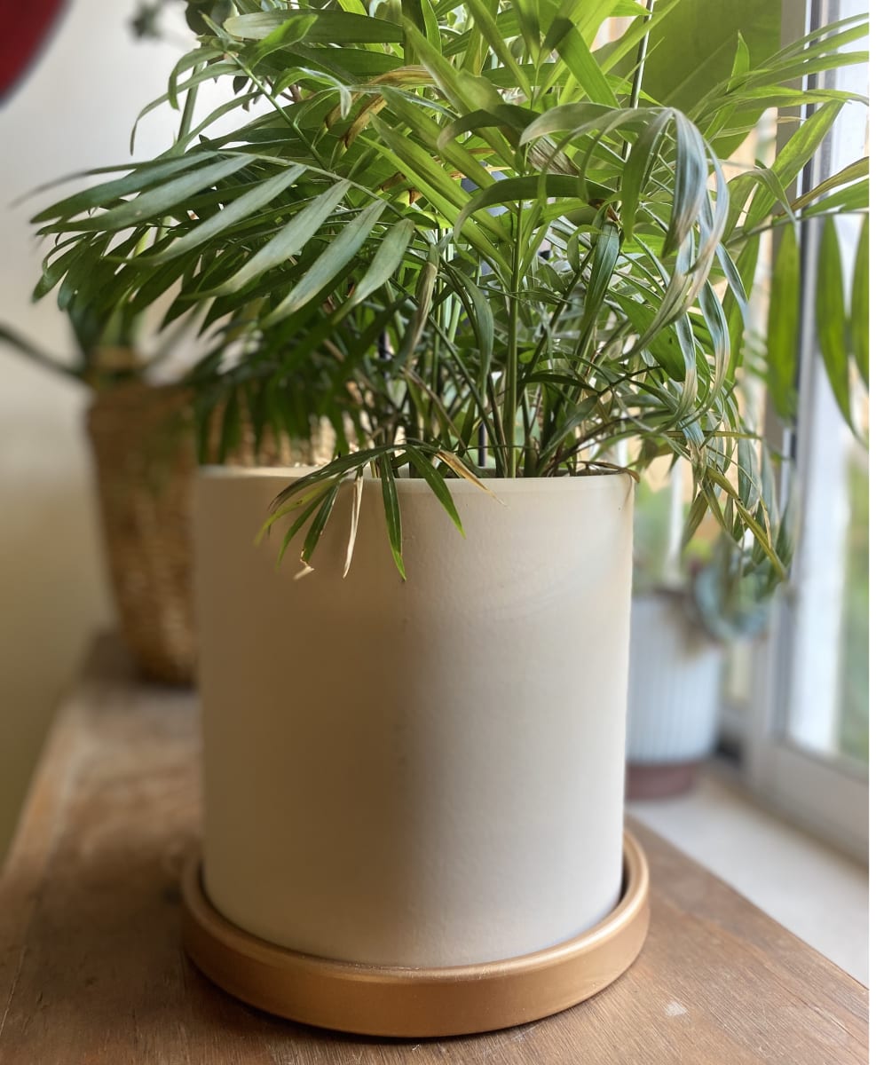 Maceteros Cilindro Con Plato Dorado Crema S8