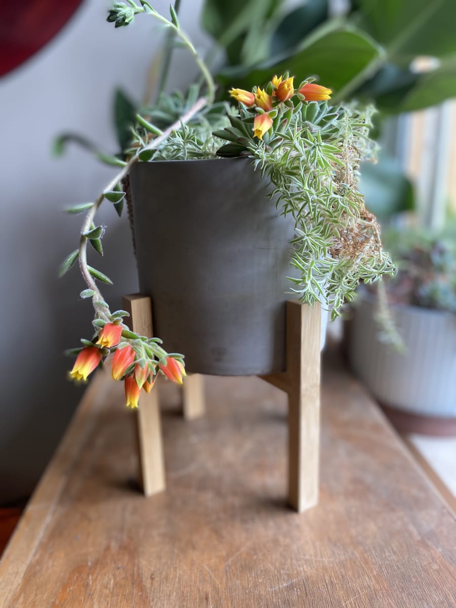 Macetero Pedestal Cemento16