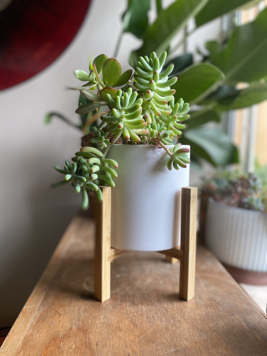 Macetero Terracota Pedestal Crema8