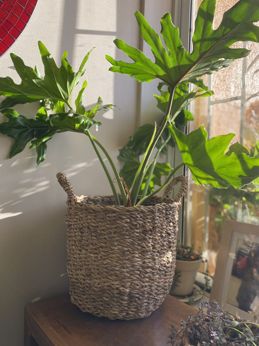 Cesto Delhi S 28x28x26cm7