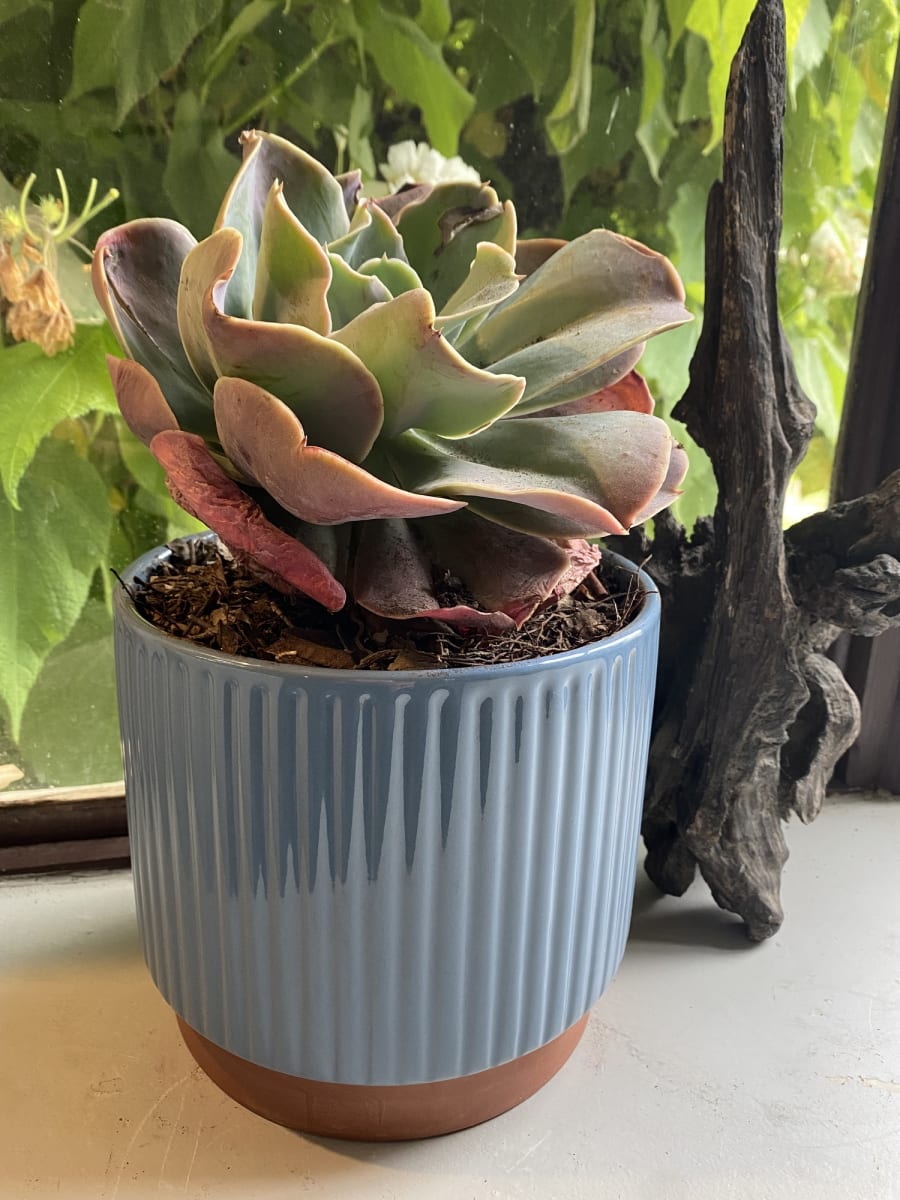 Macetero Enlozado Azul  20x184