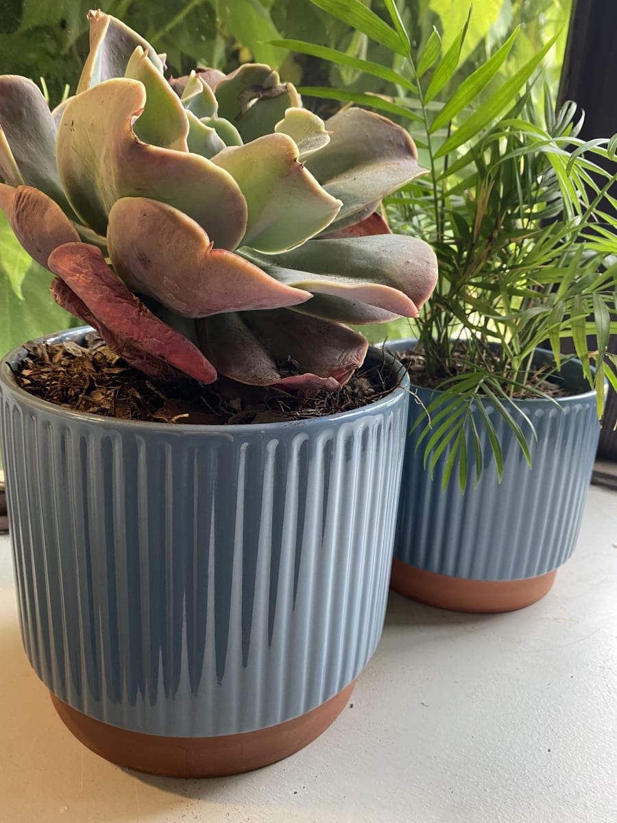 Macetero Enlozado Azul  20x185