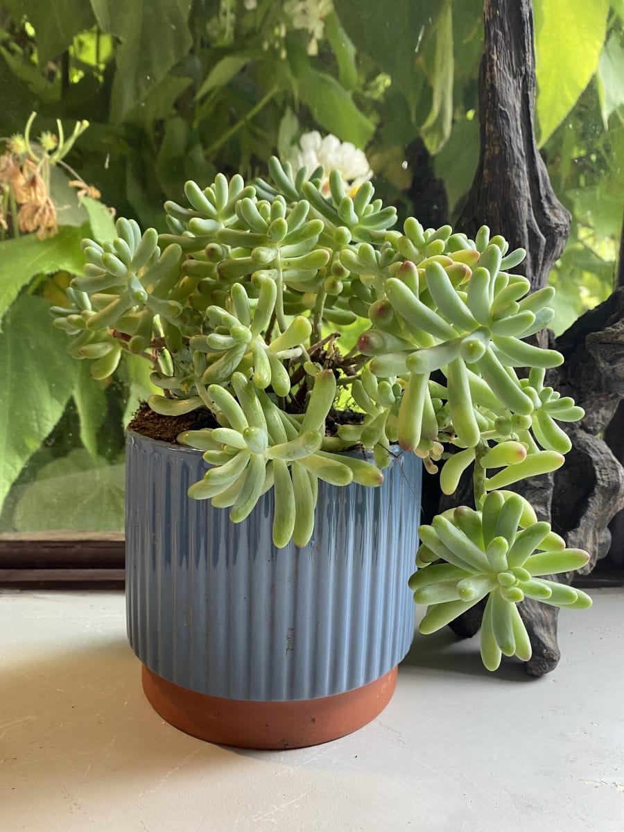 Macetero Enlozado Azul  17x153