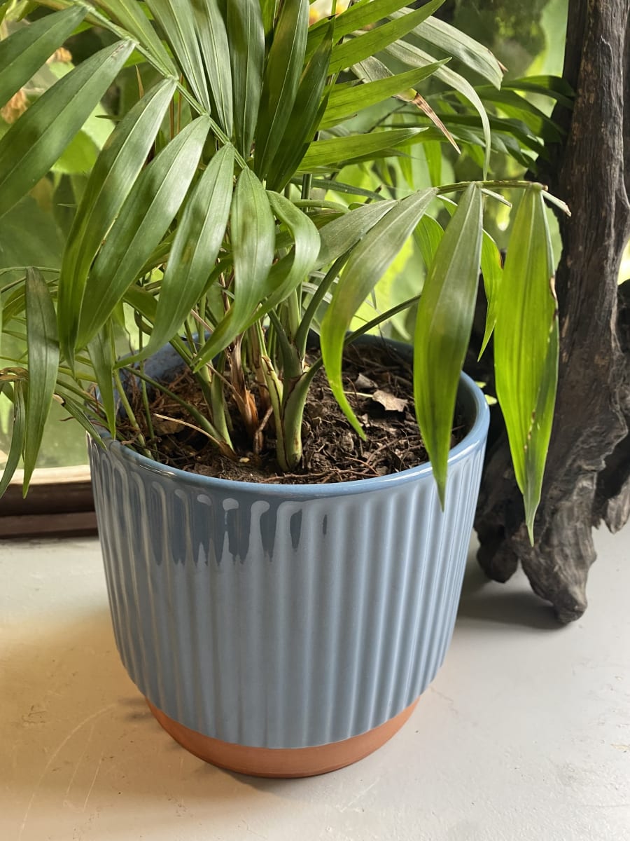 Macetero Enlozado Azul  14x124