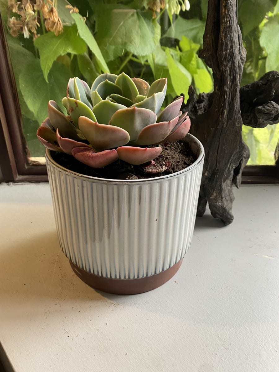 Macetero Enlozado Blanco  17x154