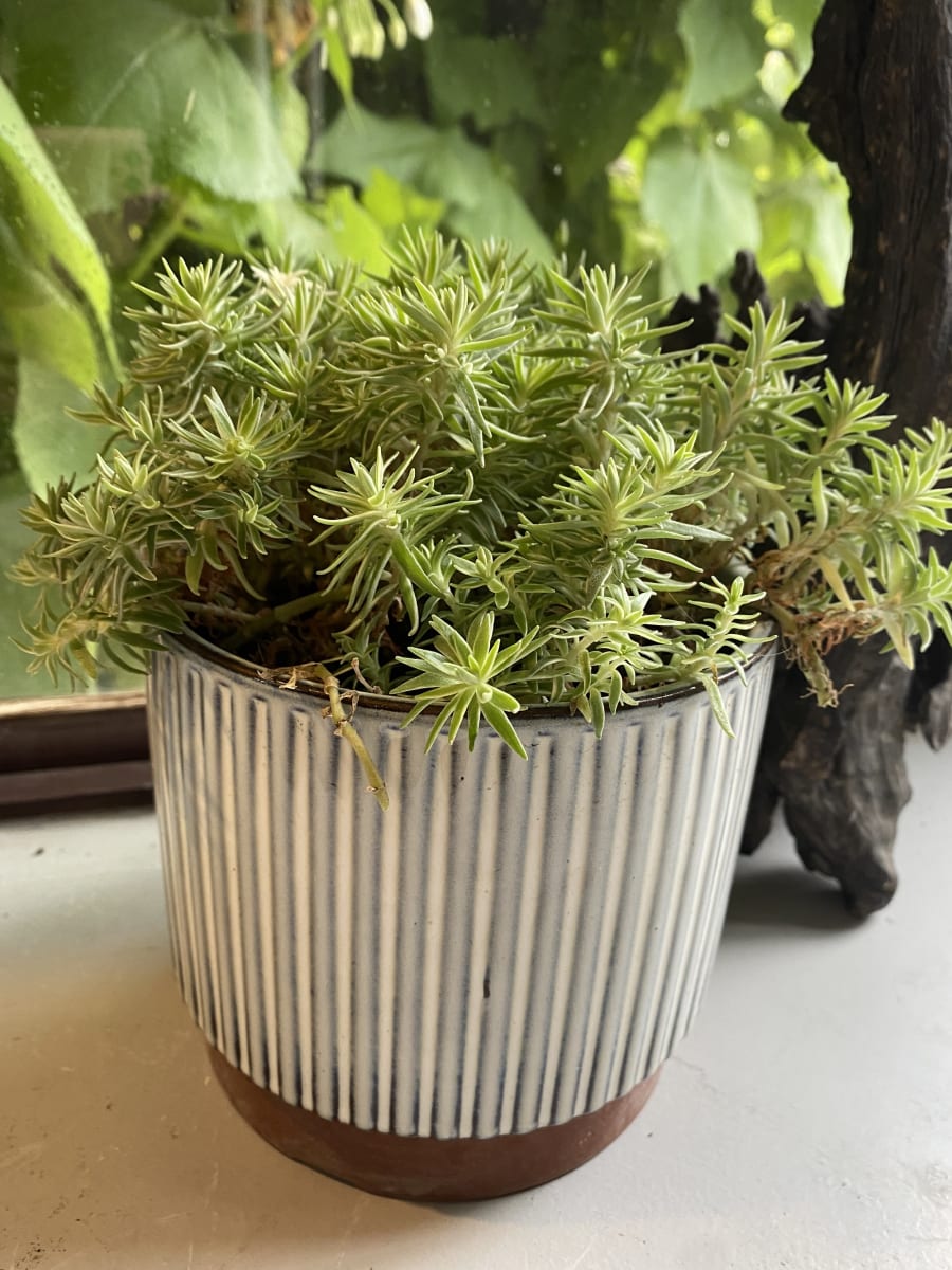 Macetero Enlozado Blanco  14x123