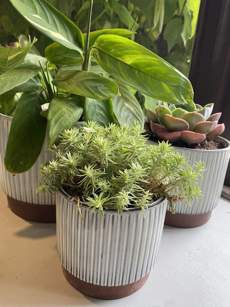 Macetero Enlozado Blanco  14x124