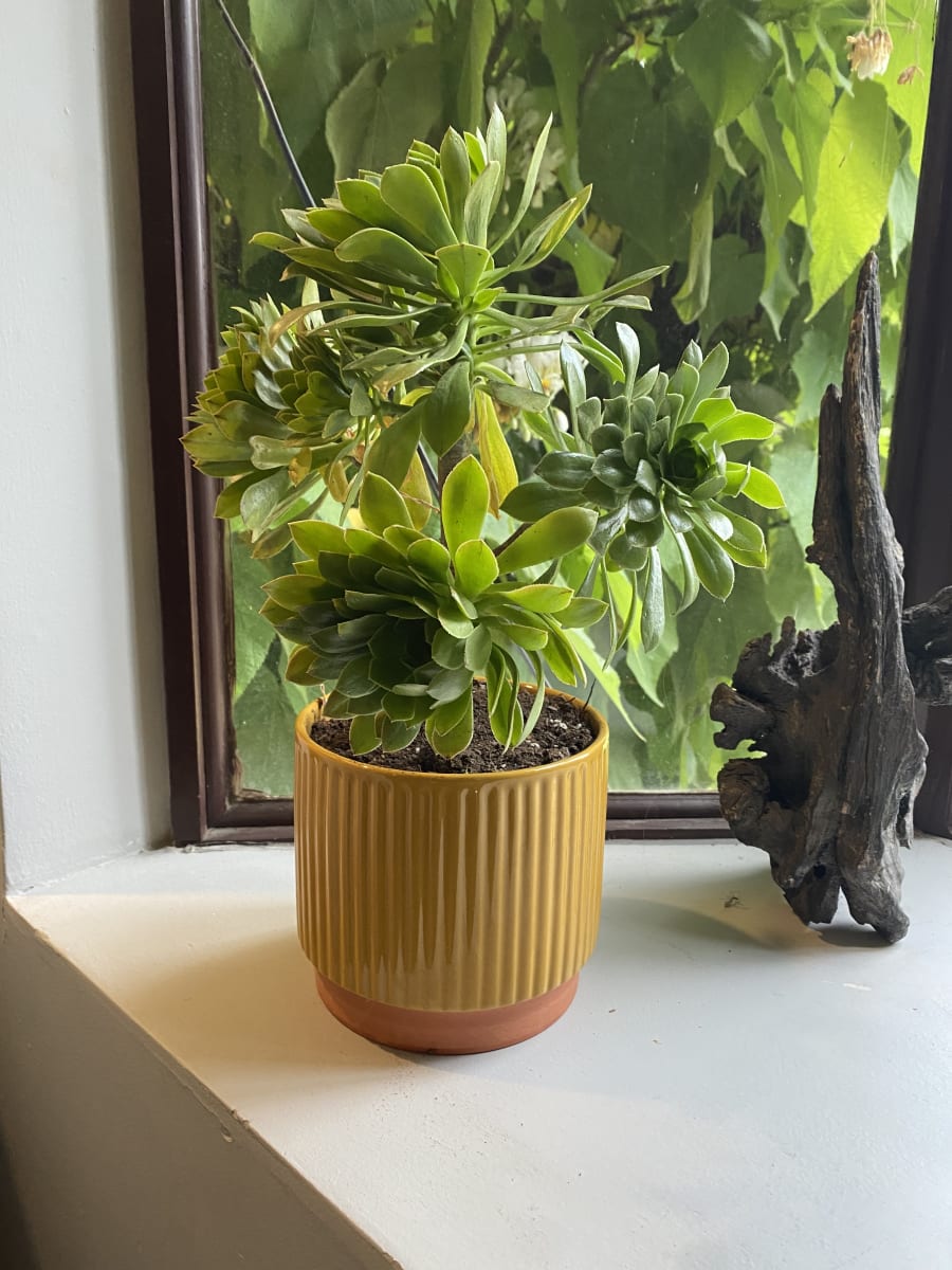 Macetero Enlozado Mostaza  17x154