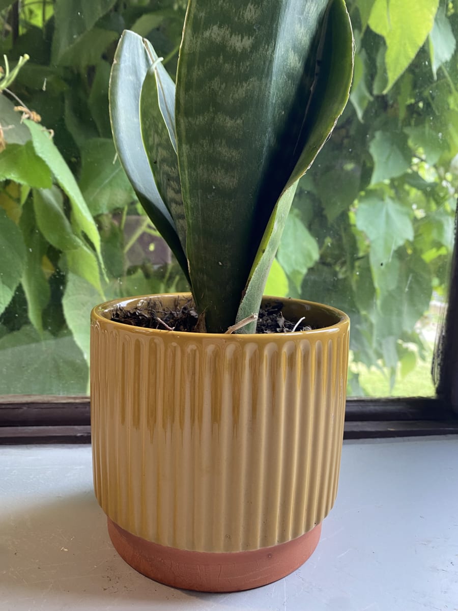 Macetero Enlozado Mostaza  14x123