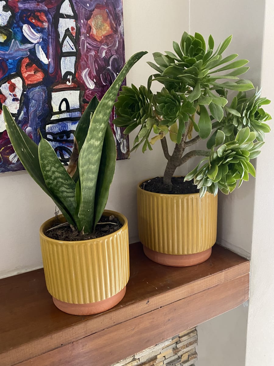 Macetero Enlozado Mostaza  14x124