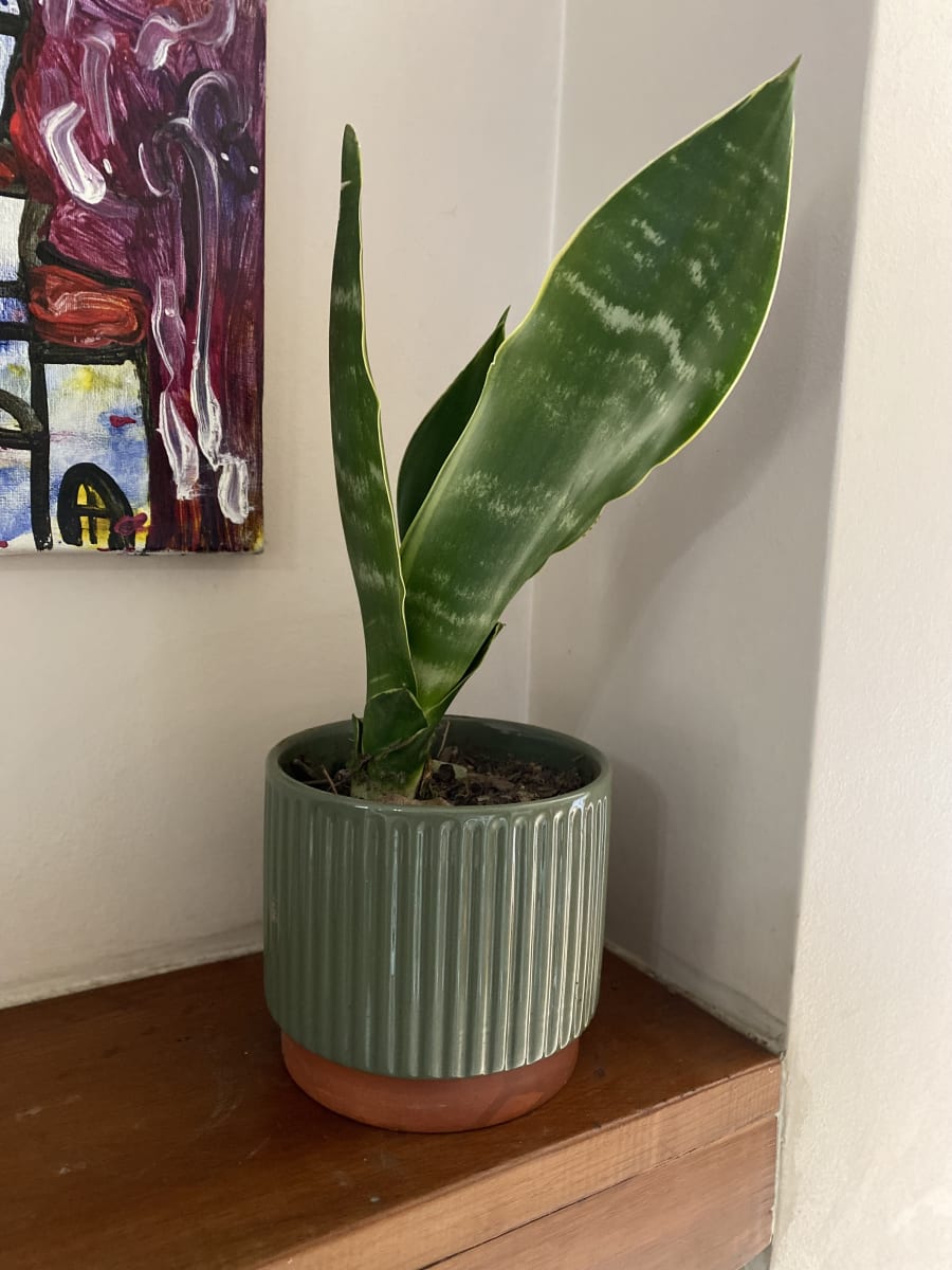 Macetero Enlozado Oliva  14x122