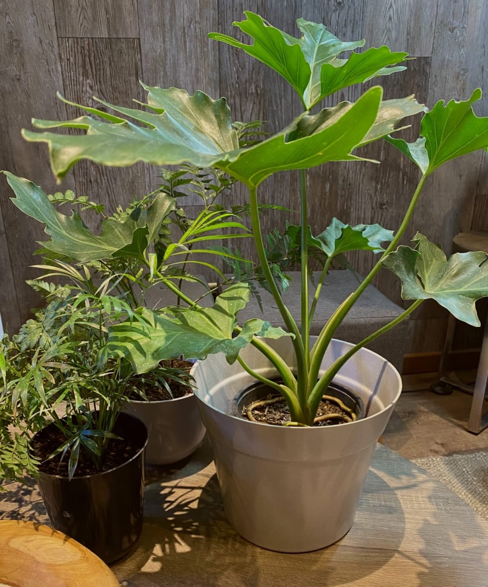 Set 4 Maceteros Bios Clásico 2  Gris 2 Terracota 22x2 cm2